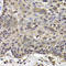Transcription Termination Factor 2 antibody, A7751, ABclonal Technology, Immunohistochemistry paraffin image 