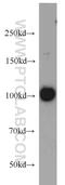RRP6 antibody, 16731-1-AP, Proteintech Group, Western Blot image 