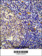 YdjC Chitooligosaccharide Deacetylase Homolog antibody, 55-305, ProSci, Immunohistochemistry paraffin image 
