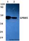 G Protein-Coupled Receptor 85 antibody, A10636-1, Boster Biological Technology, Western Blot image 