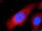 UPF1 RNA Helicase And ATPase antibody, 23379-1-AP, Proteintech Group, Immunofluorescence image 