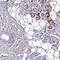 Chromosome 11 Open Reading Frame 91 antibody, NBP2-14706, Novus Biologicals, Immunohistochemistry frozen image 