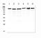 Amyloid Beta Precursor Protein Binding Family B Member 1 Interacting Protein antibody, PA1960, Boster Biological Technology, Western Blot image 