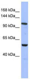 Zinc Finger Protein, FOG Family Member 1 antibody, TA345581, Origene, Western Blot image 