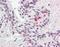 PARD6A antibody, orb88103, Biorbyt, Immunohistochemistry paraffin image 
