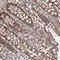Rho Guanine Nucleotide Exchange Factor 10 Like antibody, HPA026426, Atlas Antibodies, Immunohistochemistry paraffin image 