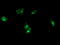 Ubiquitin Conjugating Enzyme E2 G2 antibody, LS-C174252, Lifespan Biosciences, Immunofluorescence image 