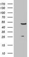 MOK Protein Kinase antibody, TA810869S, Origene, Western Blot image 