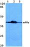 Progestin And AdipoQ Receptor Family Member 5 antibody, PA5-36352, Invitrogen Antibodies, Western Blot image 
