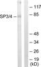 Sp3 Transcription Factor antibody, PA5-38652, Invitrogen Antibodies, Western Blot image 