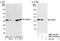 Nuclear Receptor Binding Factor 2 antibody, NBP1-00109, Novus Biologicals, Western Blot image 