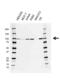 Nibrin antibody, VMA00524, Bio-Rad (formerly AbD Serotec) , Western Blot image 