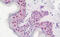 DExD-Box Helicase 39A antibody, MBS248521, MyBioSource, Immunohistochemistry frozen image 