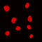 Histone H3 antibody, LS-C354321, Lifespan Biosciences, Immunofluorescence image 