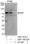 ETS2 Repressor Factor antibody, A301-702A, Bethyl Labs, Immunoprecipitation image 