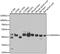 CHRNA7 (Exons 5-10) And FAM7A (Exons A-E) Fusion antibody, 23-222, ProSci, Western Blot image 
