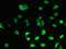 Deleted in azoospermia-like antibody, orb47331, Biorbyt, Immunofluorescence image 