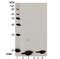 H2A Histone Family Member X antibody, LS-C343642, Lifespan Biosciences, Western Blot image 
