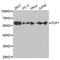 ADAMTS-like protein 2 antibody, MBS126767, MyBioSource, Western Blot image 