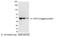 VSV-G epitope tag antibody, A190-130P, Bethyl Labs, Western Blot image 