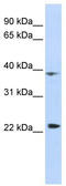Proline Rich 11 antibody, TA339879, Origene, Western Blot image 