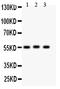 HSPB1 Associated Protein 1 antibody, PA1609, Boster Biological Technology, Western Blot image 