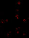 T-cell surface glycoprotein YE1/48 antibody, 4999, ProSci Inc, Immunofluorescence image 