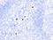 Myeloid Associated Differentiation Marker antibody, orb389009, Biorbyt, Immunohistochemistry paraffin image 