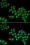 DEAD-Box Helicase 1 antibody, LS-C334806, Lifespan Biosciences, Immunofluorescence image 