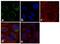 Mitogen-Activated Protein Kinase 8 antibody, 35-9800, Invitrogen Antibodies, Immunofluorescence image 