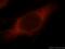 Programmed Cell Death 6 Interacting Protein antibody, 12422-1-AP, Proteintech Group, Immunofluorescence image 