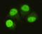 SMAD Family Member 5 antibody, LS-B15502, Lifespan Biosciences, Immunocytochemistry image 