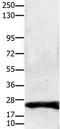 Claudin 1 antibody, TA321885, Origene, Western Blot image 