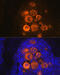 Platelet Factor 4 antibody, GTX02857, GeneTex, Immunohistochemistry paraffin image 