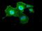 DNA Fragmentation Factor Subunit Alpha antibody, TA500062, Origene, Immunofluorescence image 