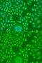 Cyclin D2 antibody, GTX32545, GeneTex, Immunocytochemistry image 