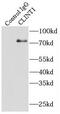 CLINT1 antibody, FNab01762, FineTest, Immunoprecipitation image 