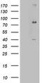 Enoyl-CoA Hydratase And 3-Hydroxyacyl CoA Dehydrogenase antibody, TA803072S, Origene, Western Blot image 