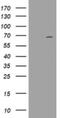 DEAD-Box Helicase 59 antibody, NBP2-46447, Novus Biologicals, Western Blot image 
