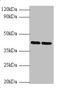 Sex Hormone Binding Globulin antibody, A54447-100, Epigentek, Western Blot image 