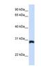 Peroxisomal Biogenesis Factor 11 Alpha antibody, NBP1-59705, Novus Biologicals, Western Blot image 