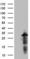 Paired Related Homeobox 1 antibody, TA803173BM, Origene, Western Blot image 