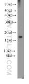 p18 antibody, 10960-1-AP, Proteintech Group, Western Blot image 