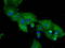 DPP IV antibody, TA500733, Origene, Immunofluorescence image 