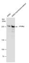 Receptor-type tyrosine-protein phosphatase eta antibody, GTX130904, GeneTex, Western Blot image 