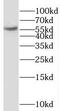 NGFI-A-binding protein 2 antibody, FNab05535, FineTest, Western Blot image 