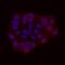 Neuronal Differentiation 1 antibody, AF2746, R&D Systems, Immunocytochemistry image 