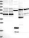 Tumor Suppressing Subtransferable Candidate 4 antibody, NBP1-85838, Novus Biologicals, Western Blot image 