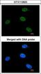 ERCC Excision Repair 3, TFIIH Core Complex Helicase Subunit antibody, GTX112923, GeneTex, Immunocytochemistry image 