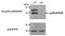 p38 antibody, MA5-15182, Invitrogen Antibodies, Western Blot image 